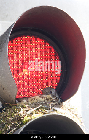 Eine brütende Misteldrossel Soor macht es das Nest und nimmt Zuflucht in das rote Licht von einem Zebrastreifen. Stockfoto
