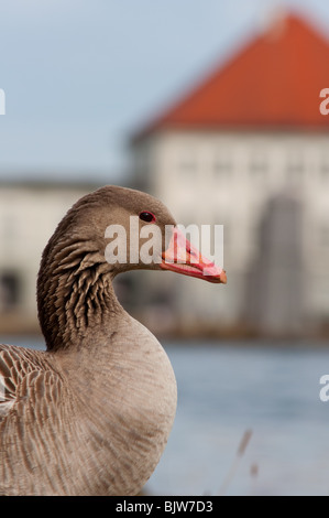 Graugans auf Schloss Nymphenburg in München Stockfoto