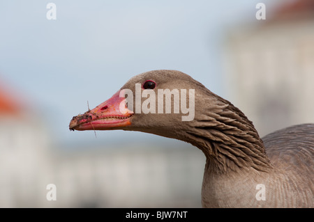 Graugans auf Schloss Nymphenburg in München Stockfoto