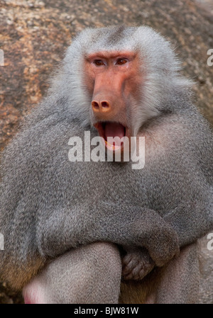 Ein Reifen männlichen Hamadryas Pavian suchen schockiert! Stockfoto