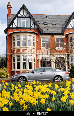 Eine Gruppe von fröhlichen Frühling Narzissen außerhalb in einer städtischen Umgebung mit Haus und Auto im Hintergrund Stockfoto