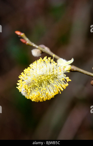 Ziege Weide Salix Caprea, weibliche Catkin in Blüte, Kent, UK, im Frühjahr. Stockfoto
