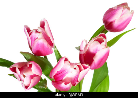 Frühlingsurlaub rosa-weiße Tulpe Blumen isoliert auf weißem Hintergrund Stockfoto