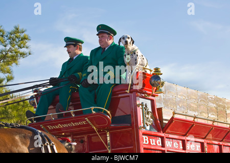 Dalmatiner und Fahrer von Budweiser Clydesdale-Pferde und Bier Wagen in Venice Florida Stockfoto