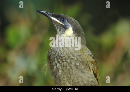 Lewins Honigfresser (Meliphaga Lewinii) in den Regenwald des Lamington National Park, Queensland, Australien, Juli 2006. Stockfoto