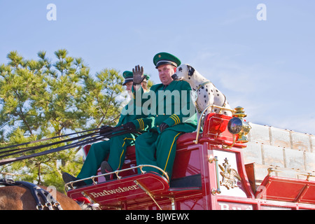 Dalmatiner und Fahrer von Budweiser Clydesdale-Pferde und Bier Wagen in Venice Florida Stockfoto