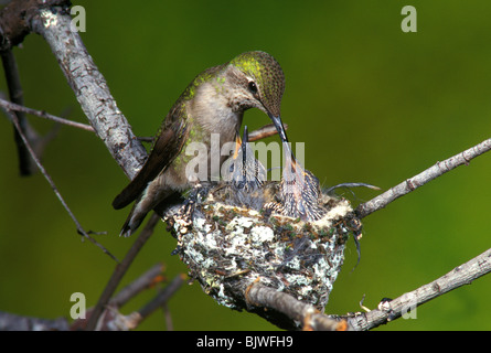 Anna's Kolibri Calypte anna Weibchen im Nest füttern junge Westküste USA, von Anthony Mercieca/Dembinsky Foto Assoc Stockfoto