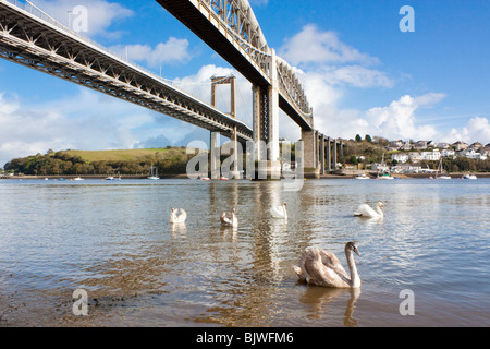 Schwäne auf dem Fluss Tamar bei Saltash, Cornwall, England Stockfoto