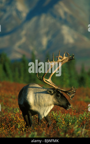 Caribou Rangifer tarandus Fallen Tundra Denali NP Alaska, durch Mike Barlow/Dembinsky Foto Assoc Stockfoto