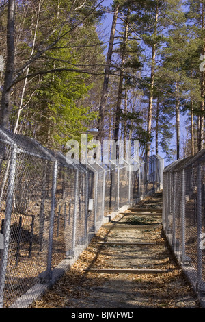 Belitza Dorf, Bärenheiligtum, Bären, Stiftung Brigitte Bardot, Tanzender Bärenpark, Zaun für Menschen Stockfoto