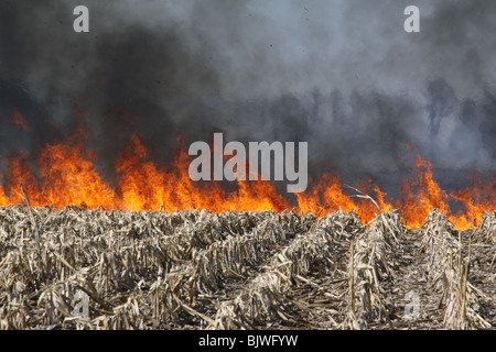 Cornfield Feuer Michigan, Frühling, USA durch Dembinsky Foto Assoc Stockfoto