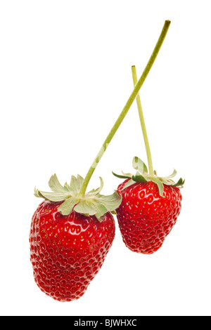 Reife rote Erdbeeren mit stammt und verlässt isolierten auf weißen Hintergrund Stockfoto