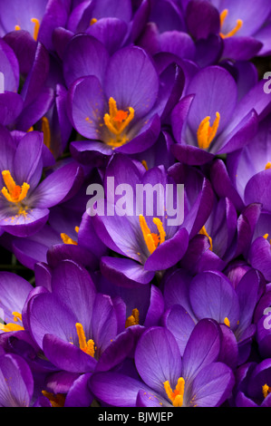 Lila Krokus verklumpten zusammen. Stockfoto