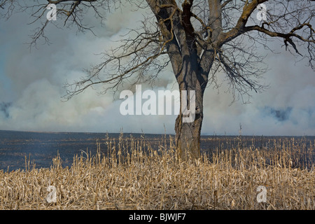 Cornfield Feuer Michigan, Frühling, USA durch Dembinsky Foto Assoc Stockfoto