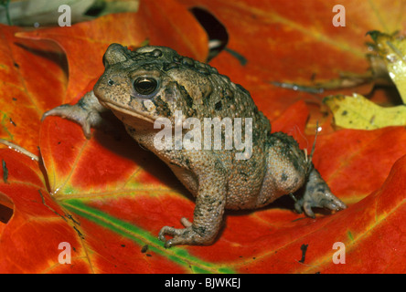 American Toad Bufo americanus ruht auf Red Maple Leaf östlichen Vereinigten Staaten, durch Überspringen Moody/Dembinsky Foto Assoc Stockfoto