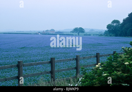 Ernte von gemeinsamen Lein, Linum Usitatissimum, Lincolnshire, England Stockfoto