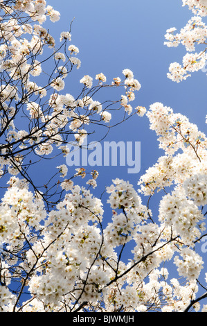 Yoshino Cherry Blossoms in Washington DC | WASHINGTON D.C., Vereinigte Staaten – die Kirschblüten von Yoshino erblühen im Gezeitenbecken am klaren Himmel. Yoshino (Prunus x yedoensis), die dominante Sorte des 1912 aus Tokio stammenden Geschenks, produziert einzelne weiße bis blassrosa Blüten, die sich am frühesten öffnen und jedes Frühjahr das charakteristische Baldachin des Beckens bilden. Stockfoto