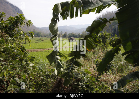 Reisfelder in Mae Hong Son Provinz im Norden von Thailand. Stockfoto