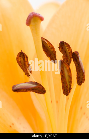 Schöne Blume einer Lilie. Stockfoto