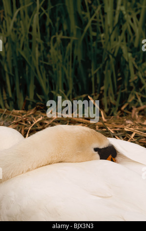 Nahaufnahme von einem Höckerschwan ruht auf dem Nest, mit seinem Kopf auf den Rücken und Schnabel in die Federn versteckt. Stockfoto