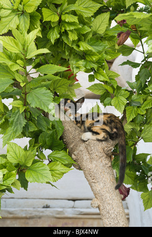 Schlafende Katze in einem Baum auf der Insel Paros, Griechenland Stockfoto