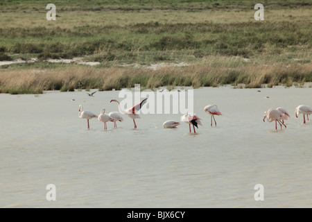 Rosaflamingos in Etosha-Pfanne Stockfoto