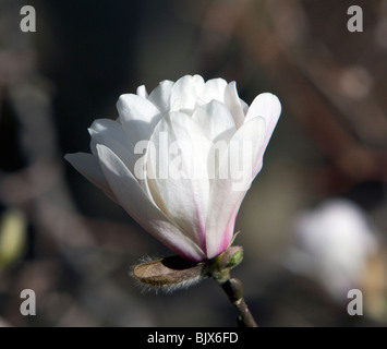 Ballerina Magnolia X loebneri Sorte weiß und rosa. Stockfoto