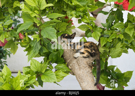 Schlafende Katze in einem Baum auf der Insel Paros, Griechenland Stockfoto