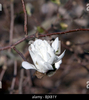 Ballerina Magnolia X loebneri Sorte weiß und rosa. Stockfoto