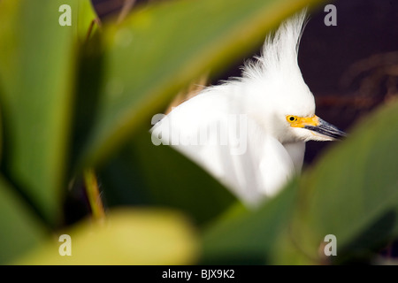 Snowy Egret - Green Cay Wetlands - Delray Beach, Florida USA Stockfoto