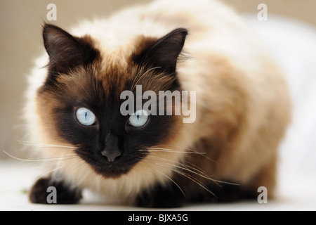 Strahlend blaue Augen von "Ragdoll" Rasse der Hauskatze Stockfoto