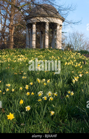 Narzissen, Kew Gardens, Kew, Surrey, England. Stockfoto