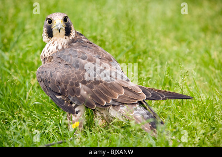 Wanderfalke (Captive) - FalconsCanada - in der Nähe von Agassi, British Columbia, Kanada Stockfoto