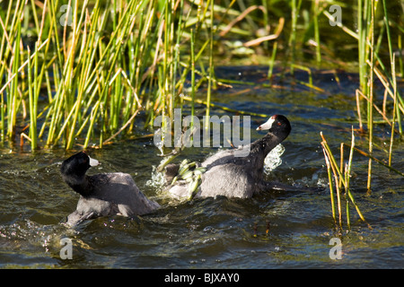 Amerikanische Blässhühner kämpfen - Green Cay Feuchtgebiete - Delray Beach, Florida USA Stockfoto