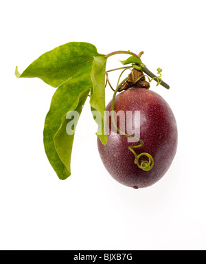 Passionsfrucht Passiflora edulis Granadilla Stockfoto