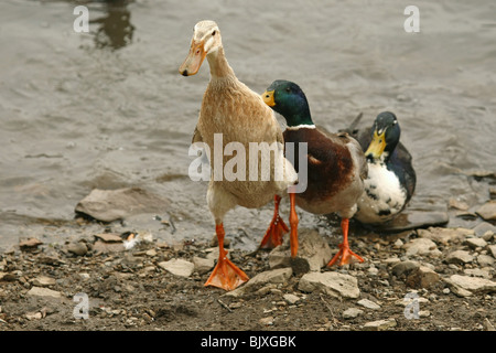 Stockenten und indian Runner duck Stockfoto