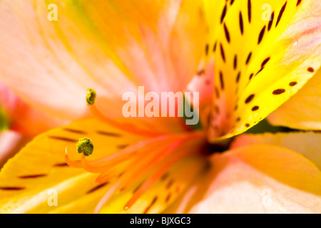 Peruanische Lily Stockfoto