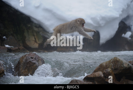 Schnee-Affen springen über Fluss im Winter. Die Lage ist Jigokudani in Japan Stockfoto