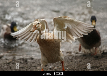 Indian Runner duck Stockfoto