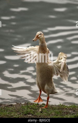 Indian Runner duck Stockfoto