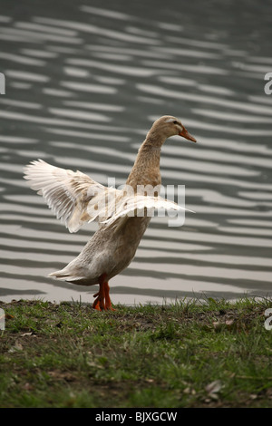 Indian Runner duck Stockfoto