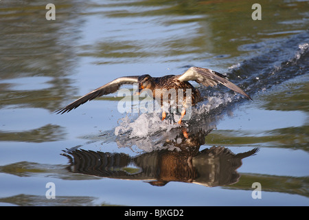 Landung Stockente Stockfoto