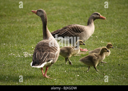 Graugans Gans Familie Stockfoto