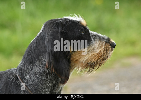 Blue Gascony Griffon Stockfoto