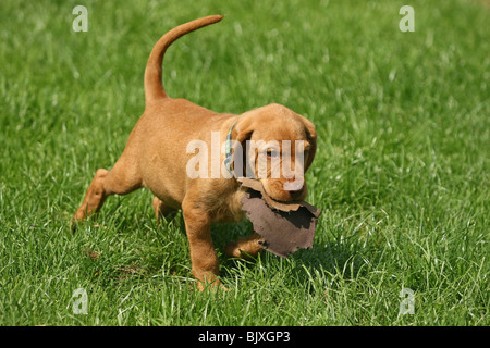 Fuß Drahthaar Magyar Vizsla Welpen Stockfoto