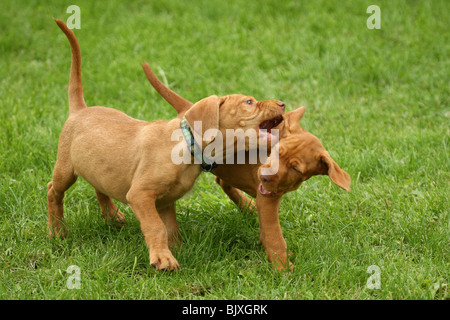 Drahthaar Magyar Vizsla Welpen spielen Stockfoto