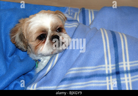 Hündchen in seinem Bett Stockfoto