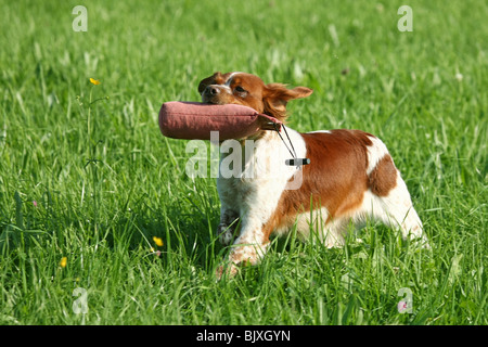 laufenden Epagneul Breton Stockfoto