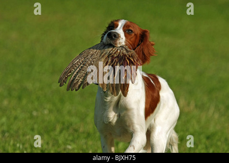 Irish Red and White Setter Stockfoto