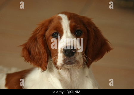 Irish Red and White Setter Portrait Stockfoto
